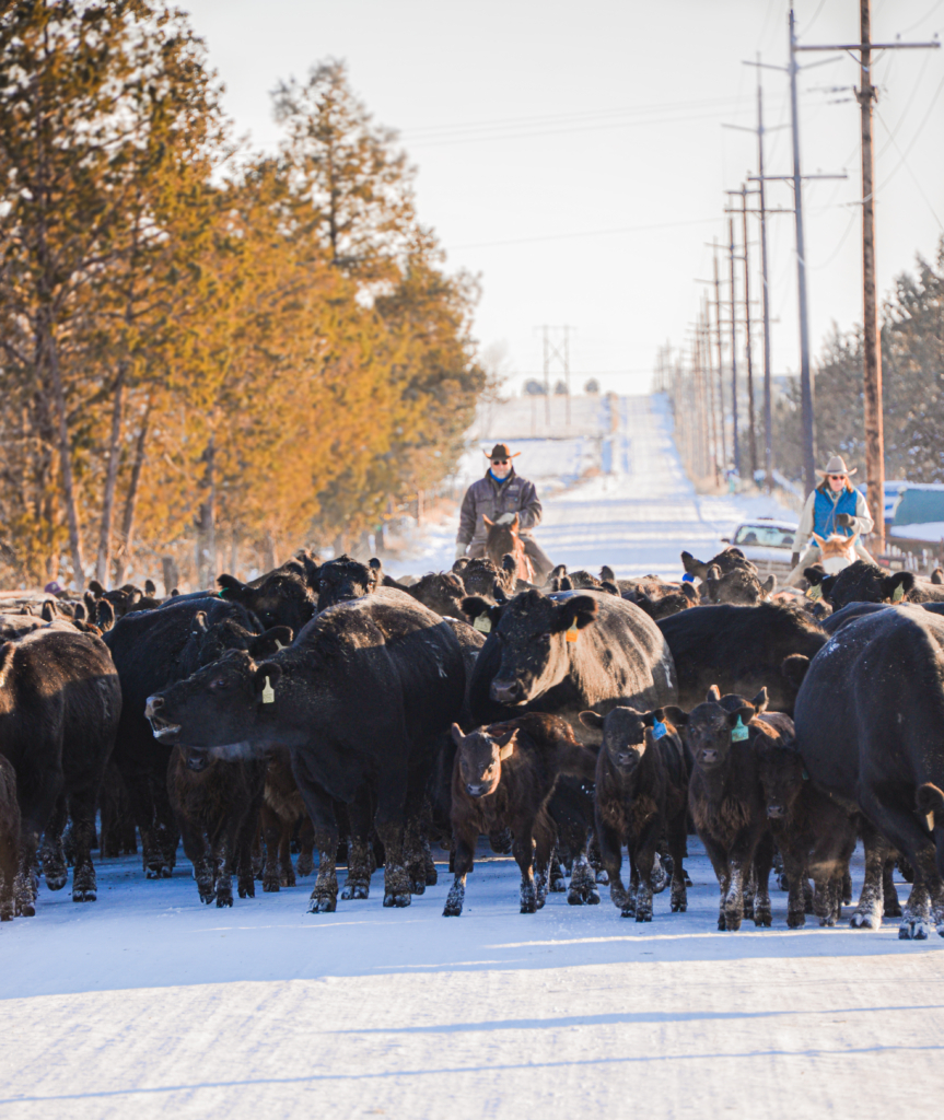 Oregon Cattlemen S Association